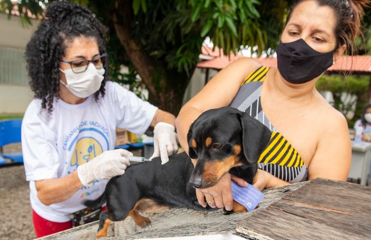 Ações da Campanha de Vacinação contra a Raiva se encerram neste sábado, 25