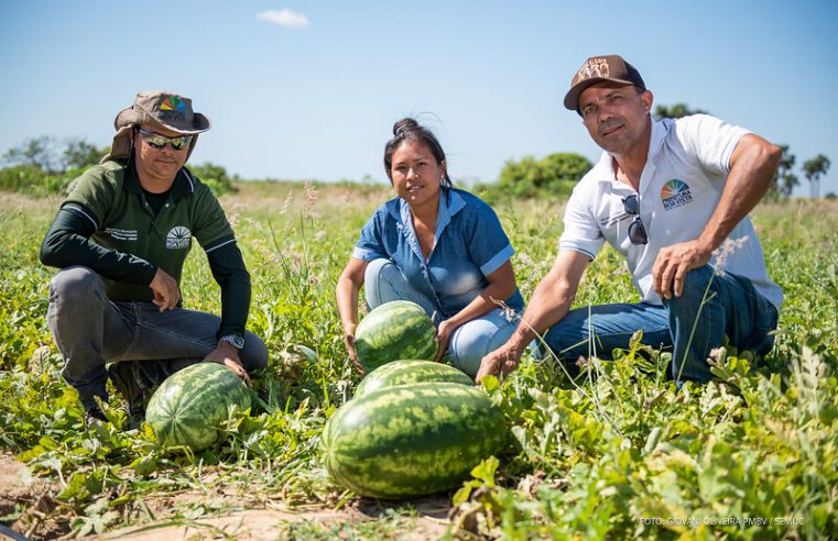 Comunidade indígena Darôra inicia colheita de melancia com apoio da Prefeitura de Boa Vista