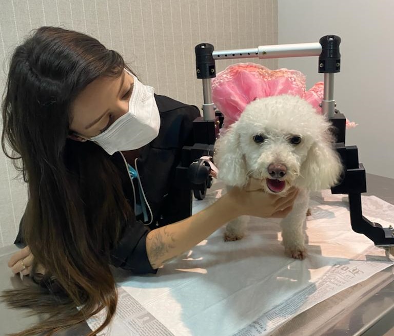 Fisiatria veterinária: Especialidade médica dá qualidade de vida a animais de estimação em Boa Vista