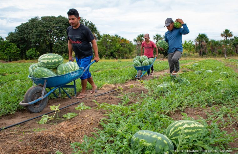 Comunidade indígena de Vista Alegre inicia colheita de 8 toneladas de melancia