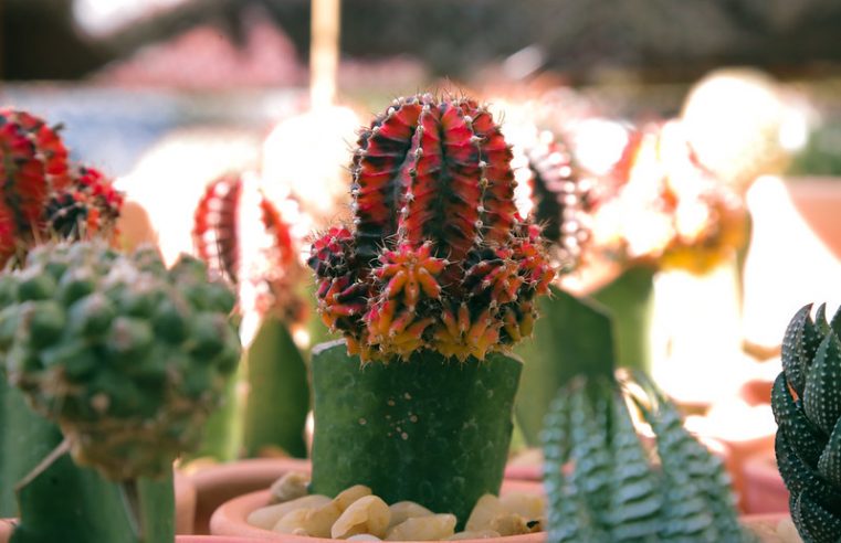 Setor de plantas ornamentais aposta no crescimento e se prepara para o Dia das Mães