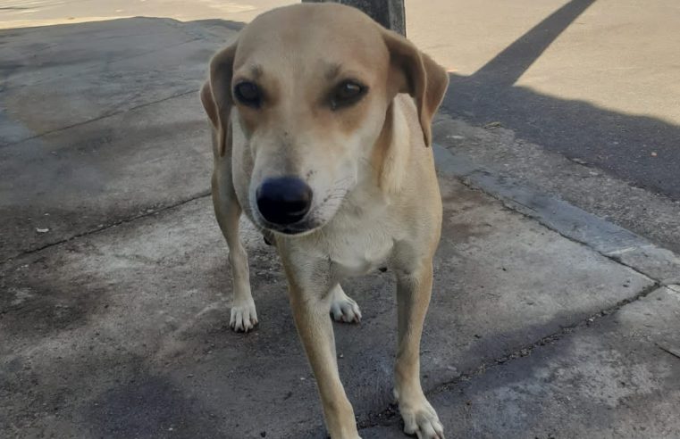 Cadela em situação de rua é espancada até a morte ao tentar parir filhotes