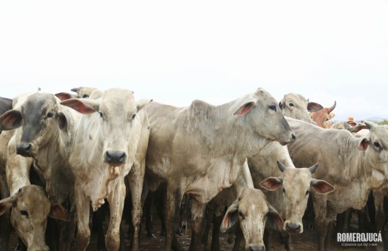 Febre aftosa: Roraima se prepara para certificação de livre da doença sem vacinação