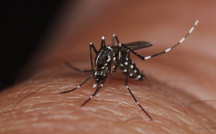 Boa Vista cai para médio risco em transmissão de dengue, zika e chikungunya