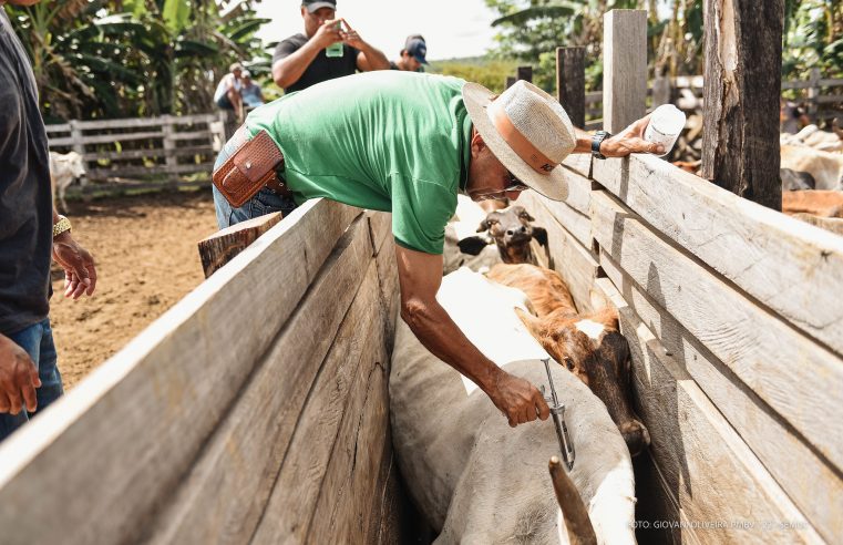 Segunda etapa da campanha de vacinação contra a febre aftosa começa em comunidades indígenas de Boa Vista