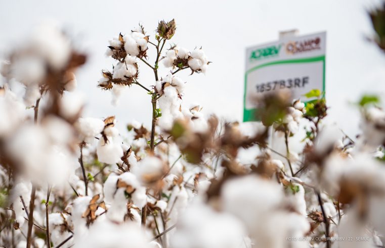 Campo Experimental da Prefeitura de Boa Vista faz primeira colheita de amostras de algodão