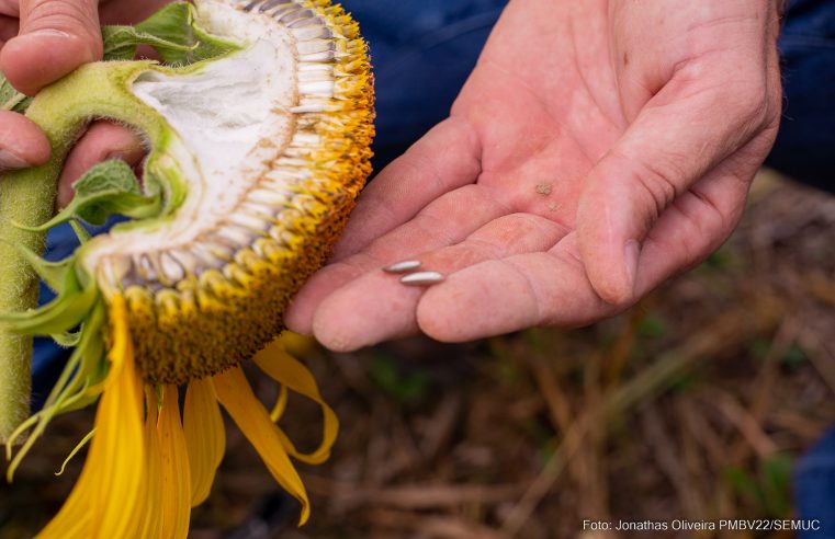 Campo Experimental testa culturas de girassol, algodão, milho e sorgo granífero em Boa Vista