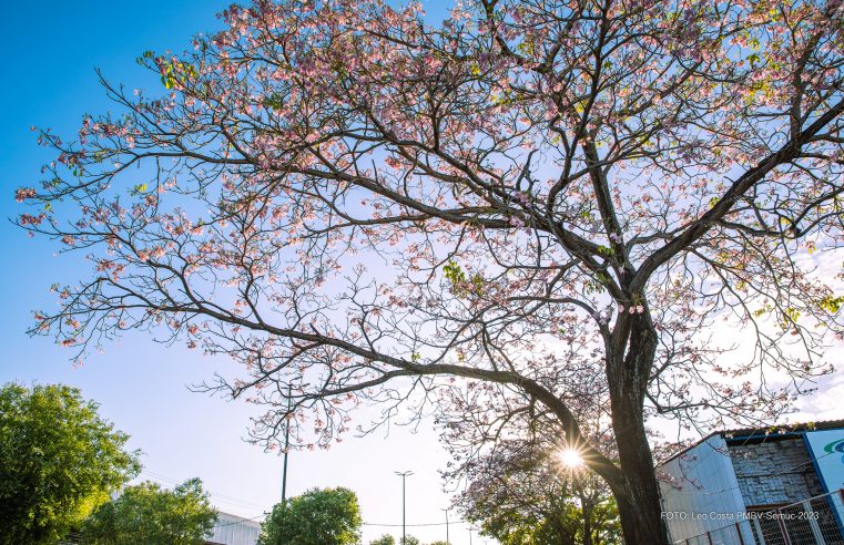 Exuberância de ipês rosa transforma paisagem de Boa Vista