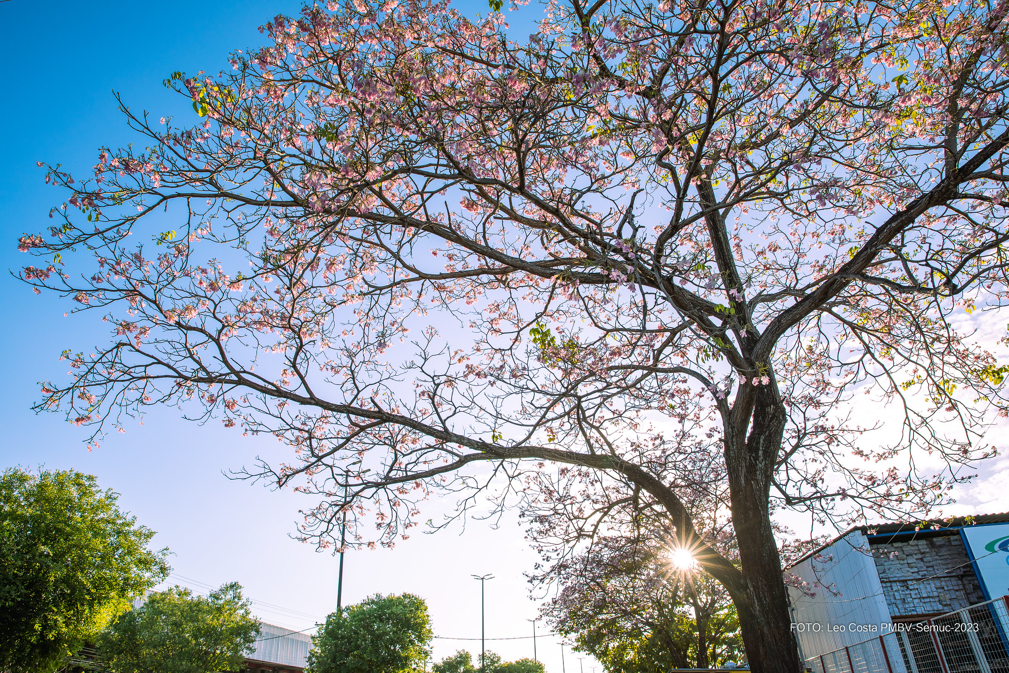 Exuberância de ipês rosa transforma paisagem de Boa Vista