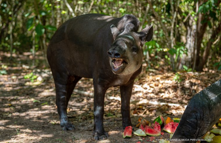 Bosque dos Papagaios recebe anta resgatada no município do Cantá