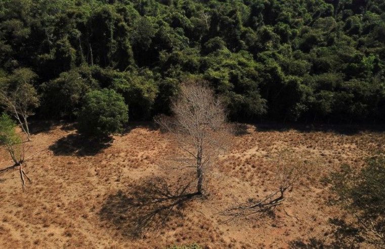 Emissão de CO2 na Amazônia aumenta com desmatamento em terras indígenas