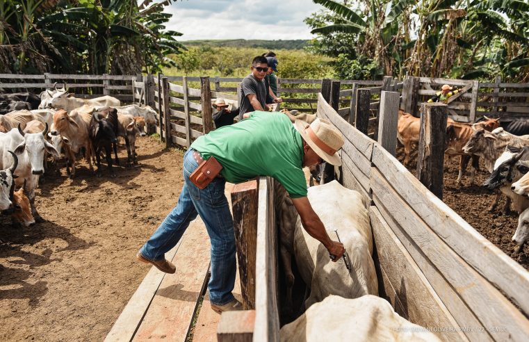 2ª etapa da Campanha de Vacinação contra a Febre Aftosa tem início nas comunidades indígenas de Boa Vista