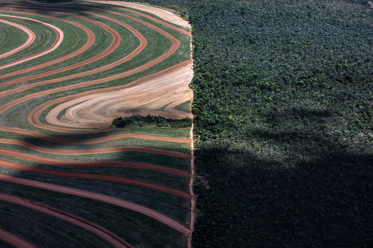 Desmatamento sobe 238% no Cerrado e cai 68% na Amazônia