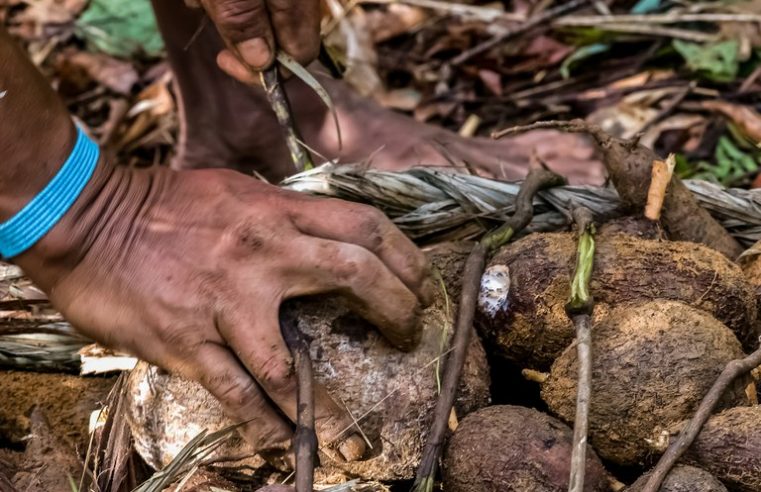 Para além dos medicamentos e cosméticos – Biodiversidade da Amazônia gera renda por meio de riqueza gastronômica
