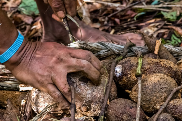 Para além dos medicamentos e cosméticos – Biodiversidade da Amazônia gera renda por meio de riqueza gastronômica