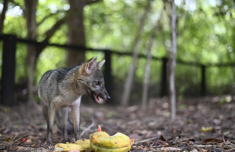 Raposinha macho é o novo morador do Bosque dos Papagaios