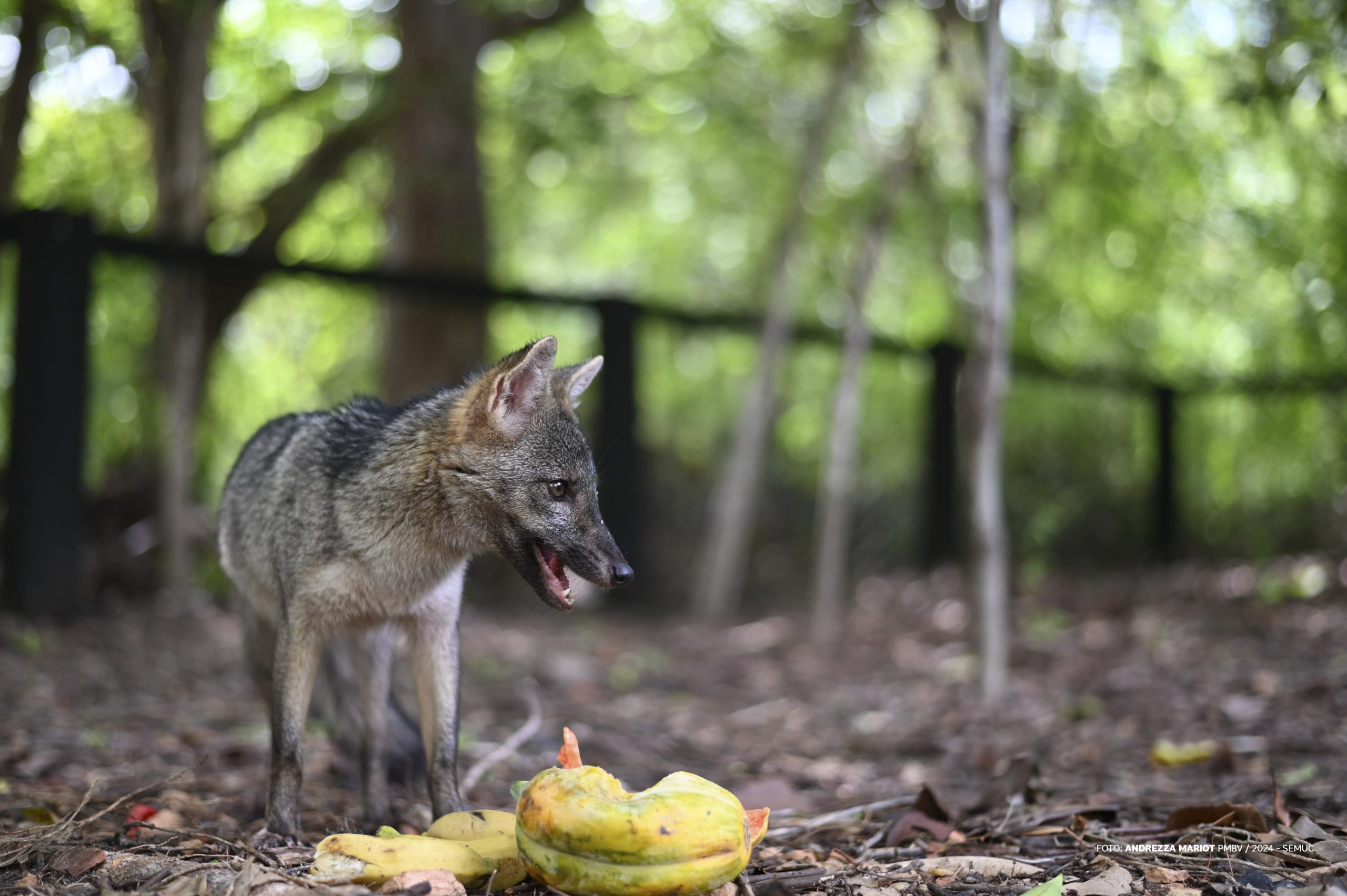 Raposinha macho é o novo morador do Bosque dos Papagaios