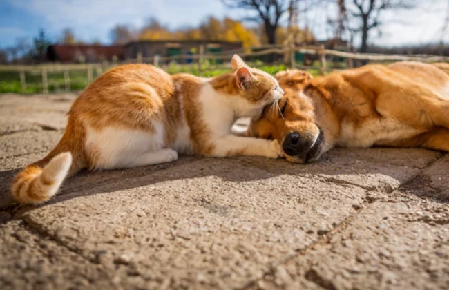 Universidade em Boa Vista abre inscrições para mutirão de castração de cães e gatos