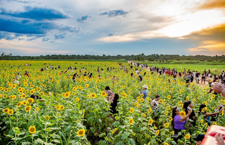 Campo Experimental – Visitação aos girassóis estará aberta ao público até 11 de agosto