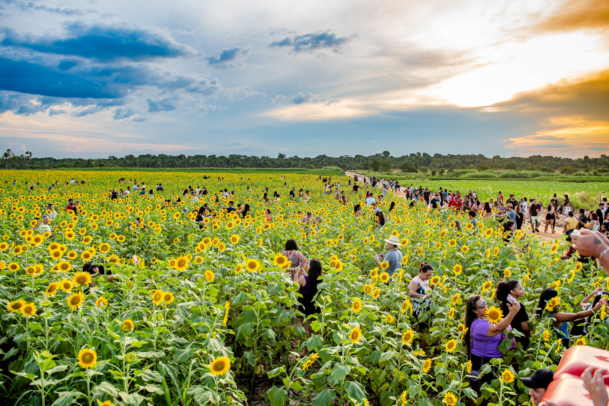 Campo Experimental – Visitação aos girassóis estará aberta ao público até 11 de agosto