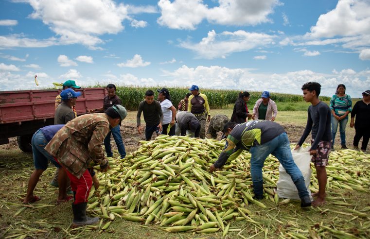 Comunidades indígenas de Boa Vista iniciam colheita de milho