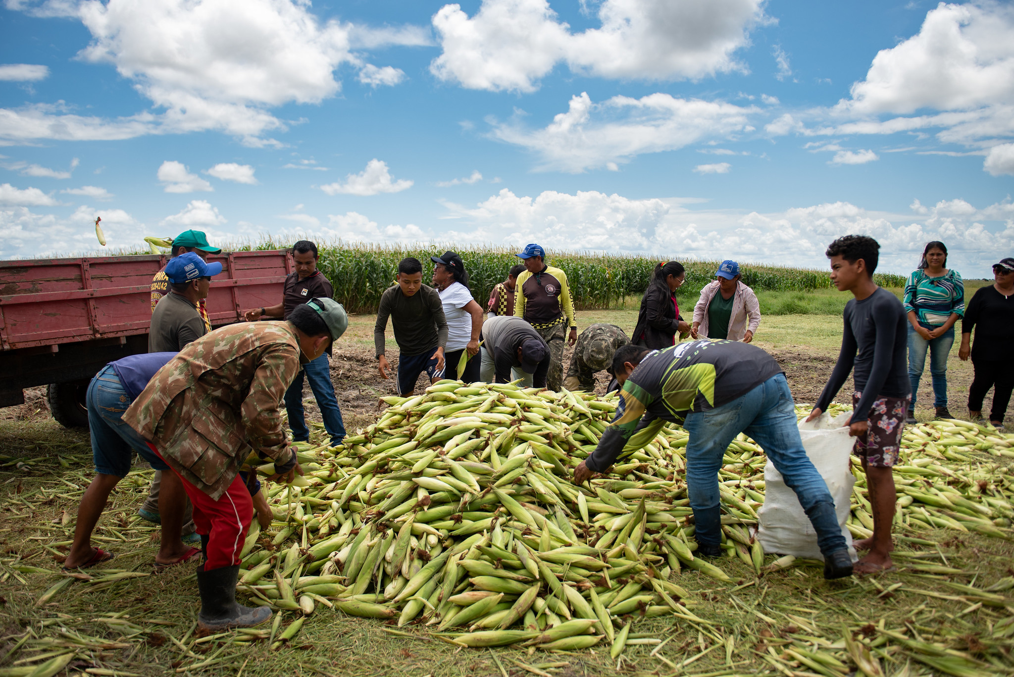 Comunidades indígenas de Boa Vista iniciam colheita de milho