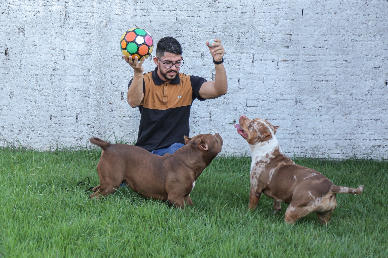 ‘PET HERÓI DOADOR’ – Lei aprovada pela ALE-RR estimula campanha de doação de sangue entre pets no Estado