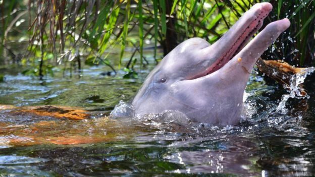 Vida selvagem diminui 73% em 50 anos, diz relatório da WWF