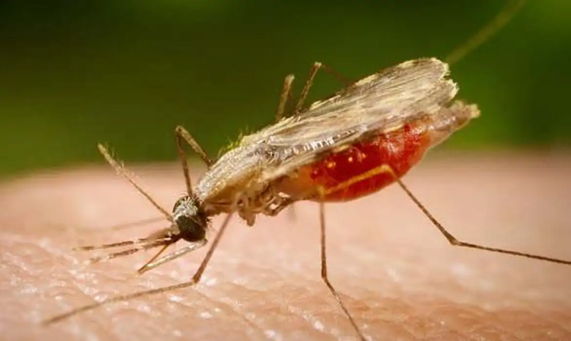 Endêmica da região amazônica, malária matou 73 pessoas no país em 2023